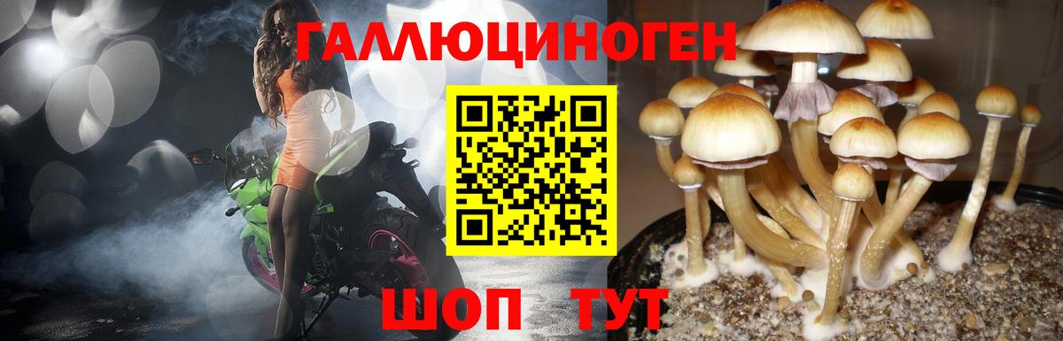 Аргун  купить наркотик  Вход с VPN  Галлюциногенные грибы MAGIC MUSHROOMS 